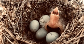 Horror: The Red Room