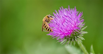 20 Gorgeous Flowering Plants That Will Attract Bees