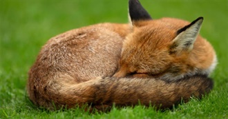 A Fiasco&#39;s List of Recommended  Films