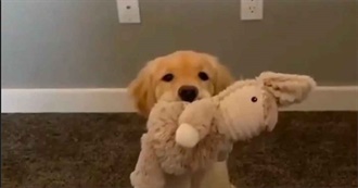 Gorgan&#39;s Albums of All Time