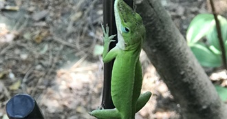 Ruukachoo&#39;s 50 Films of Some Vague Import