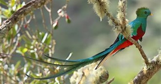 100 New World Birds You Ought to See