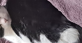 Weevil on a Bandwagon