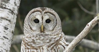 Virginia&#39;s Special Birds