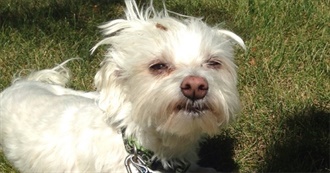 Rani&#39;s Top 101 Movies