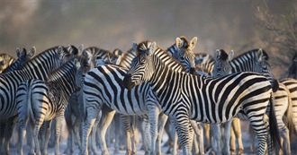 Animals in Where to Go When