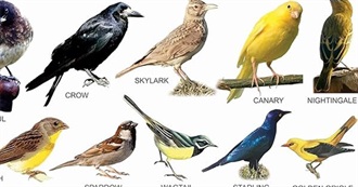 Birds of Colorado