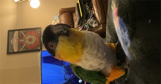 Em&#39;s Cinema Extravaganza