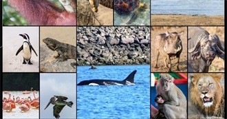 J&#39;s Wild Animals Seen Whilst Travelling