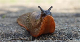 A&#39;s Current Top 50 Songs