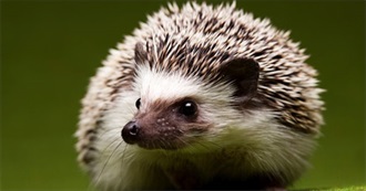 Fictional Hedgehogs