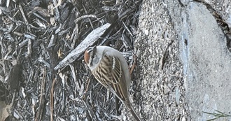 Top 100 Kaybdoodles Anime