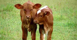 Liberty Highland Farms