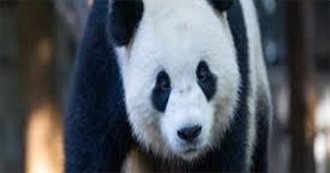 Famous Pandas