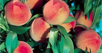 Let&#39;s Get Fruity!