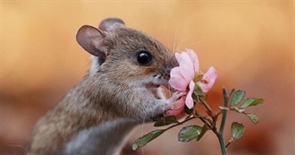 Manis Animation Movie Collection