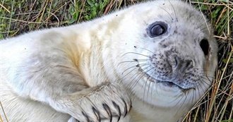 Shallot&#39;s Formative Books