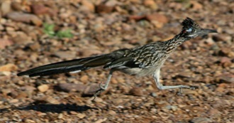 Fictional Cuckoos/Roadrunners