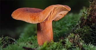 Wanna Try Foods Starting With S