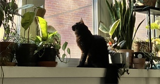 100 GOOVIES (GOOSE MOVIES)