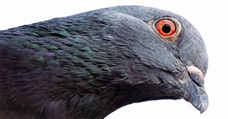 Kaesy&#39;s Bookshelf