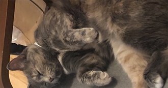 Stroopwafel Movie Checklist