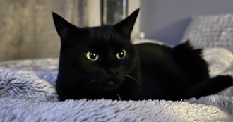 Spooky Scary and Stupid Movies