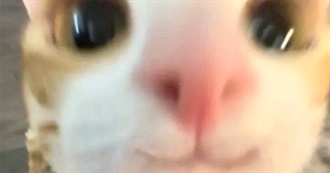 Books Max Goosetapes Likes :3