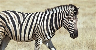 Zebra&#39;s Formative Books