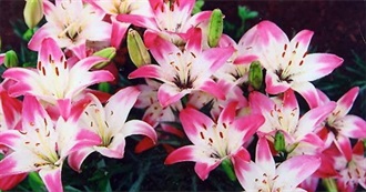 Hannah&#39;s Favorite Flowers