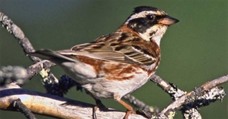 New Birds John Saw in 2014