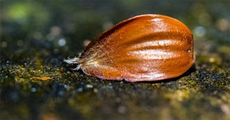 Brown Wanna Try Foods