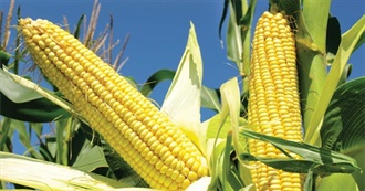 It&#39;s Corn!