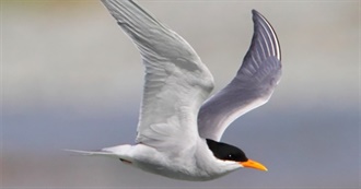 B~~Endangered Birds #1