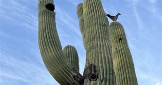 100 Movies Worth Watching