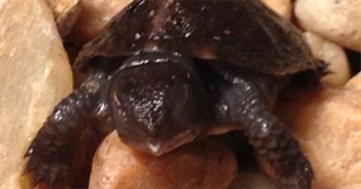 Rare and Common Animals