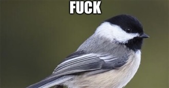 Auroradinosoars 50 Favorite Albums