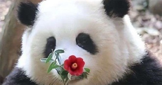 Bela&#39;s Big 45 Movies