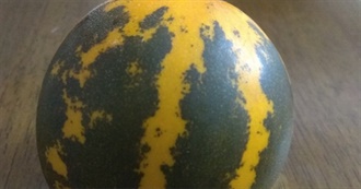 Grow Your Own Vegetable Garden