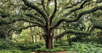 Last Ten Bowman Watched #169