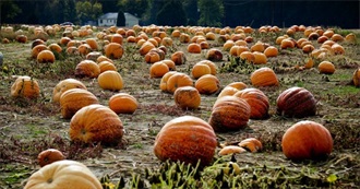 Pumpkin Patch