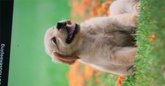 Leon&#39;s Favorite Dogs! &#128054;