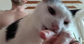 Adam&#39;s Top 100 Movies Movies