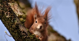 Most Common Interests of INFP Persons