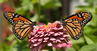 The Beauty of Butterflies