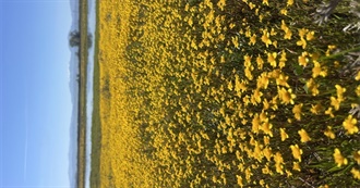 Keesh 100 (It&#39;s Actually 75) Things