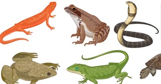 How Many Animals Alice Can Name Part 2