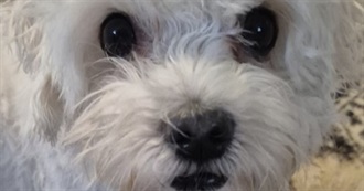 Zorua&#39;s Favorite Games