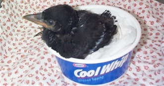 ☆ Lee&#39;s Top 50 Bands/Artists ☆