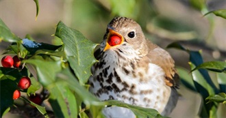 Connecticut River Birding Trail